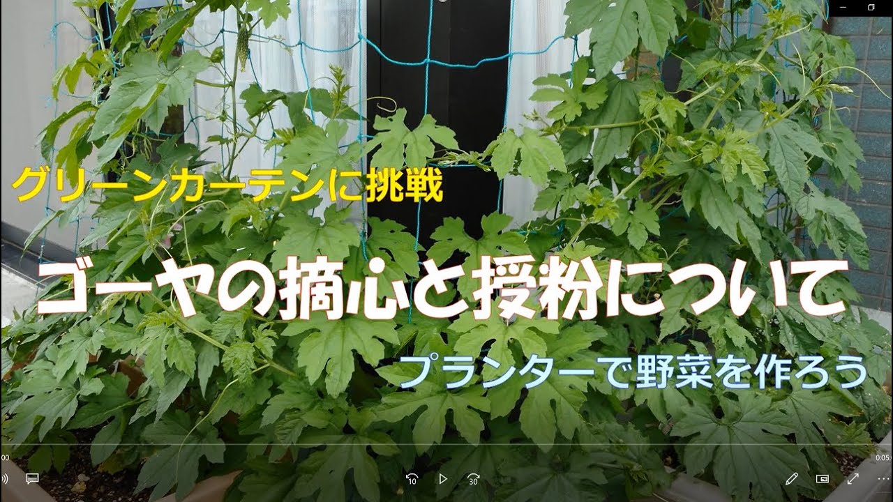 プランターで野菜を作る グリーンカーテンに挑戦 ゴーヤの摘心と受粉について Youtube