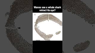 Wanna See A Whale Shark Retract Its Eye? #Truefacts #Shorts #Eyes #Whaleshark