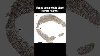 Wanna see a whale shark retract its eye? #truefacts #shorts #eyes #whaleshark