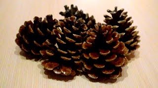 How To Preserve Pine Cones