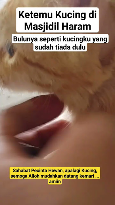 Bertemu Kucing di Masjidil Haram, semoga Sahabat dimudahkan Alloh kemari #makkah #masjidilharam