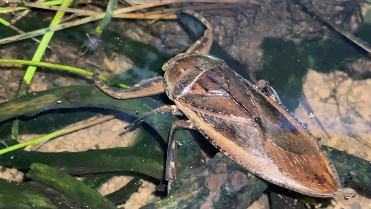 Было замечательно поместить рыбку в биотоп, где размножился гигантский водяной клоп !!!!!