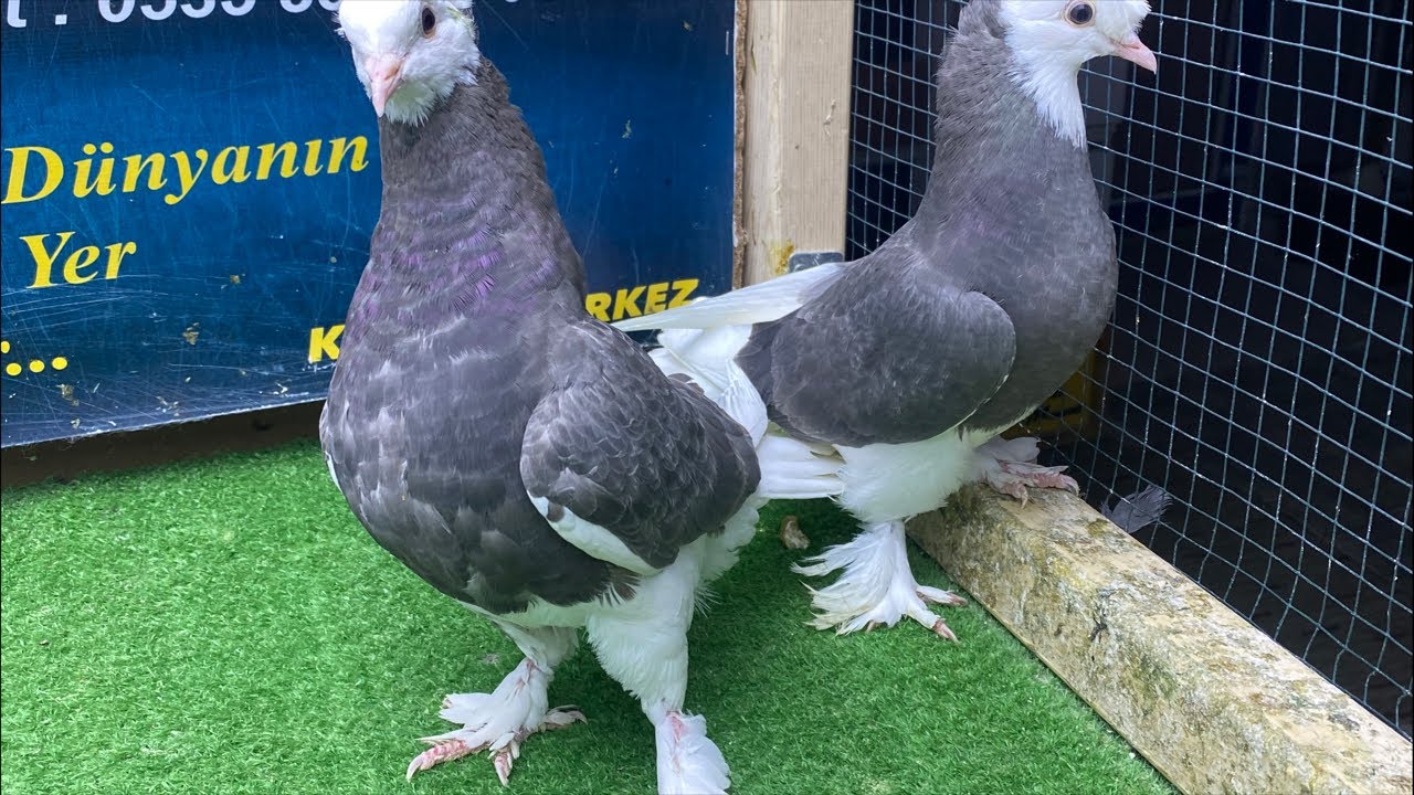 Canlı Güvercin Mezatı Hasan Aykuter Mezatı | Oyun Kuşu Mezatı | Taklacı Güvercin İhalesi Canlı Yayın