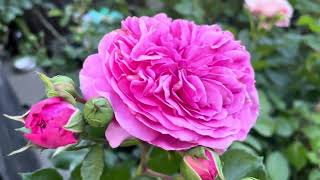 14 varieties roses in my backyard// Kordes, Tantau, and Meilland rose May 2024