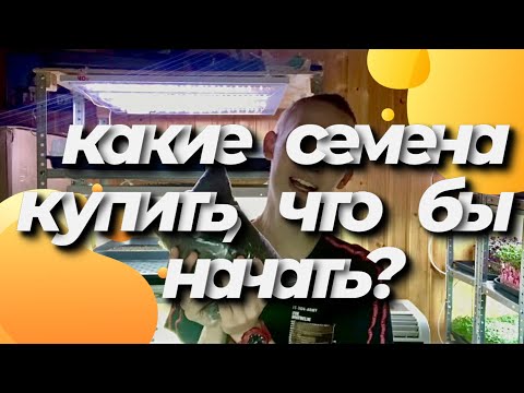 Лучшие культуры микрозелени для новичков! Какие семена микрозелени купить? Бизнес микрозелень!
