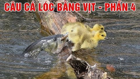 Câu cá lóc bằng vịt - phần 4 | Snakehead fishing by ducks | Góc sẻ chia