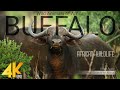 4K African Wildlife Buffalo Wild Animals of Africa Real Sounds of Africa 10 bit color mp3