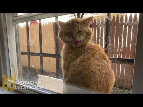 Vídeo: El Gato Ha Recorrido Tres Mil Kilómetros En Busca De Sus Dueños - Vista Alternativa