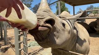 Happy Wildlife Care Specialist Appreciation Week 🦏 by San Diego Zoo Safari Park 6,281 views 2 years ago 1 minute, 2 seconds