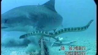 Shark Vs. Sea Snake