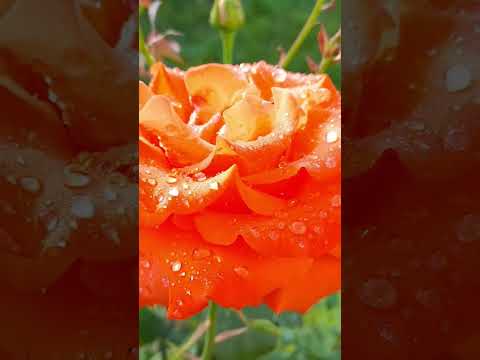 Троянда Анжеліка Rose Garden квіти Flowers квітиукраїни Gardening троянда роза червень