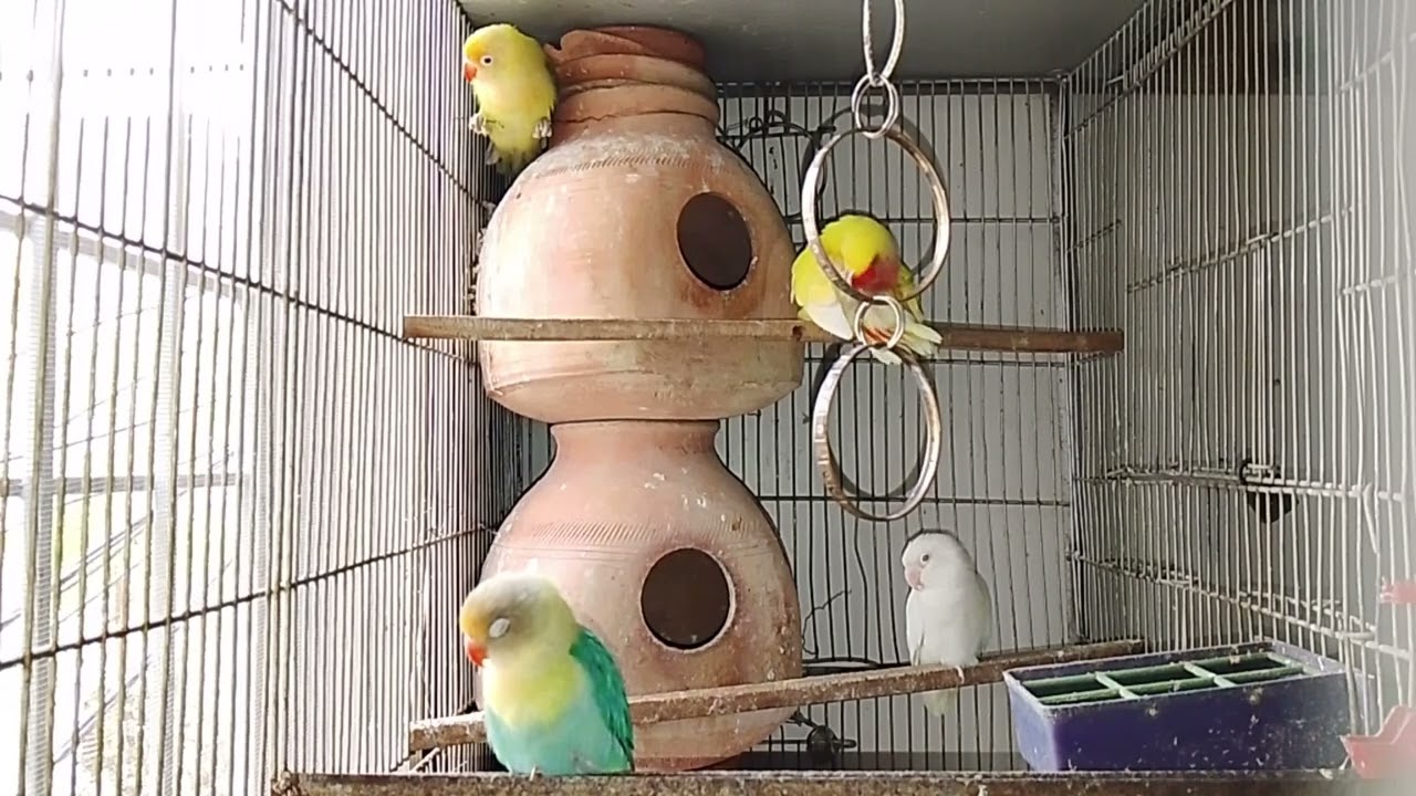 Lucky Lovebirds daily amazing moments forever 🥳🦜🐦🕊️