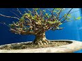 Tác Phẩm Mai Chiếu Thủy lá trung chia sẻ cùng anh em đam mê Bonsai.