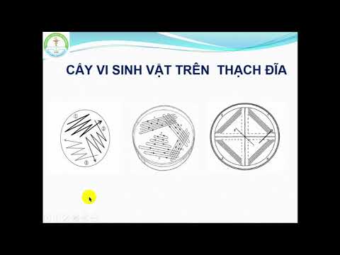 Các Môi Trường Nuôi Cấy Vi Khuẩn - Cấy và phân lập vi sinh vật - Thực hành Vi sinh