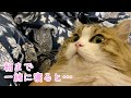 深夜に夜泣きする猫がいたので、朝まで一緒に寝てみると…!