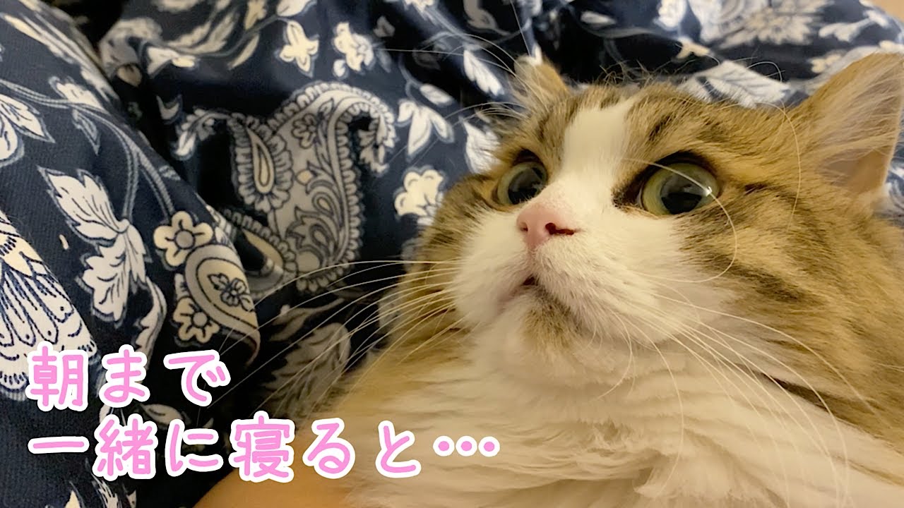 深夜に夜泣きする猫がいたので、朝まで一緒に寝てみると…!