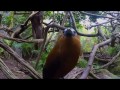 Capuchinbird Call