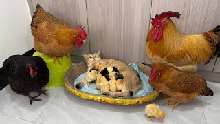 Experienced kittens are teaching young hens and roosters how to take better care of their chicks!👍