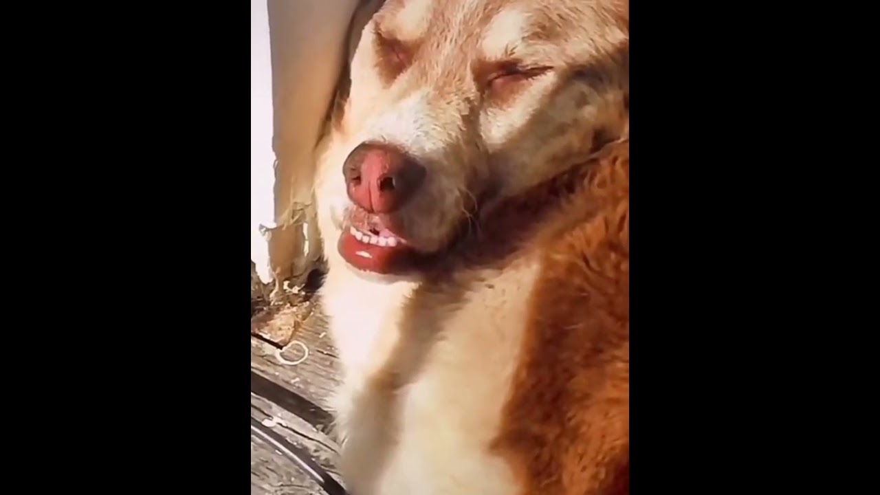 chó ngáp phải ruồi. - YouTube