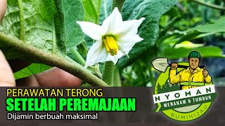 Perawatan Terong Setelah Peremajaan
