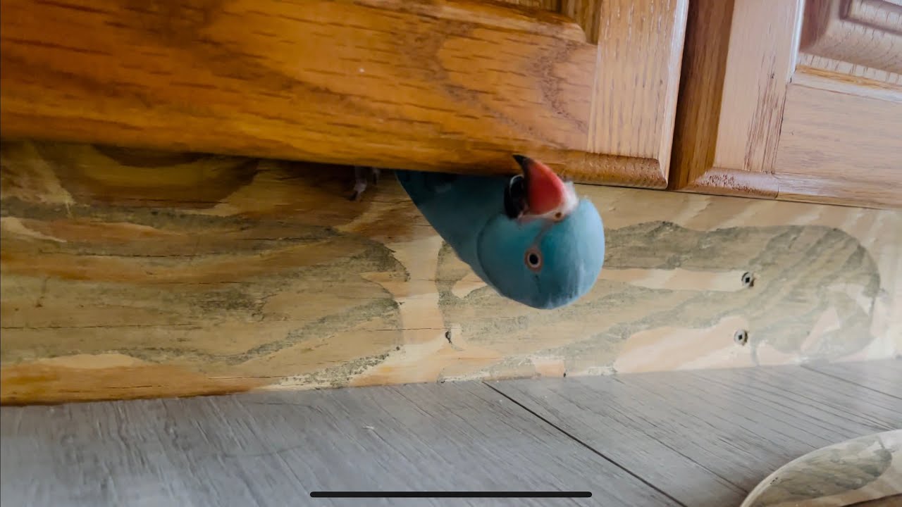Image showcasing Parrot Finds Her New Home - YouTube