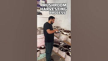 Mushroom harvesting process Button Mushroom grow at home | Mushroom farming training