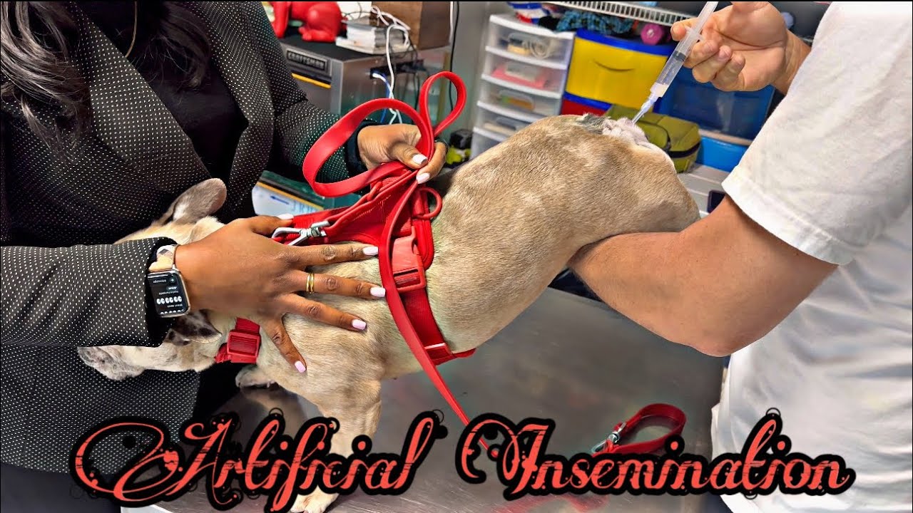 Разведение французских бульдогов | A.i