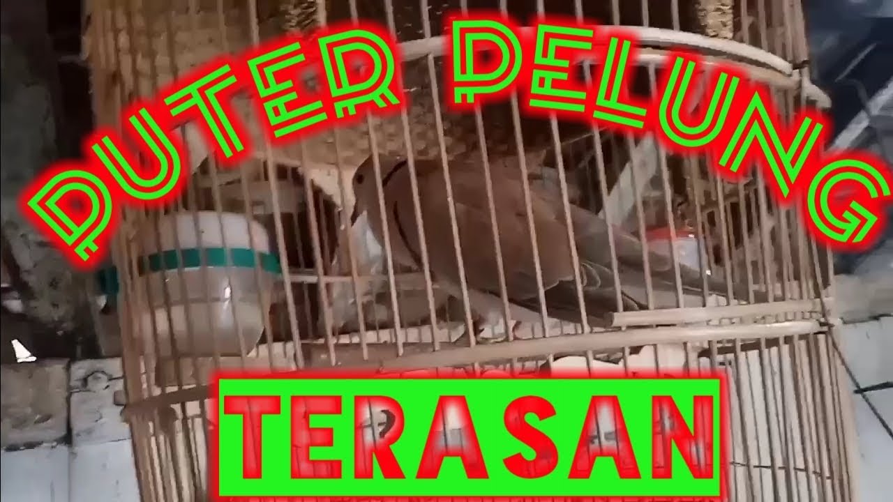 Burung Derkuku Tekukur Jantan Birahi Tinggi Youtube