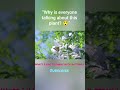 “Why is everyone talking about this plant? 😲” #shorts#ytshorts#viralshorts#trending#foryou#fyp