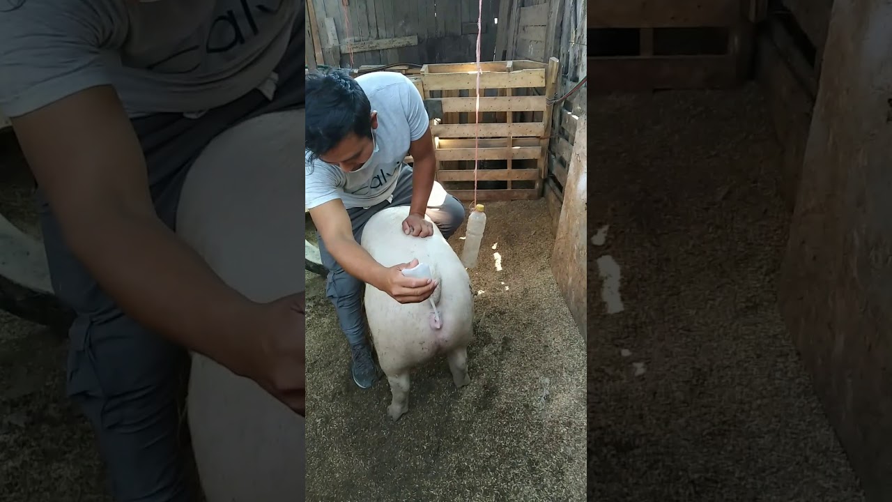 Inseminación Artificial - capacitación en porcinos -