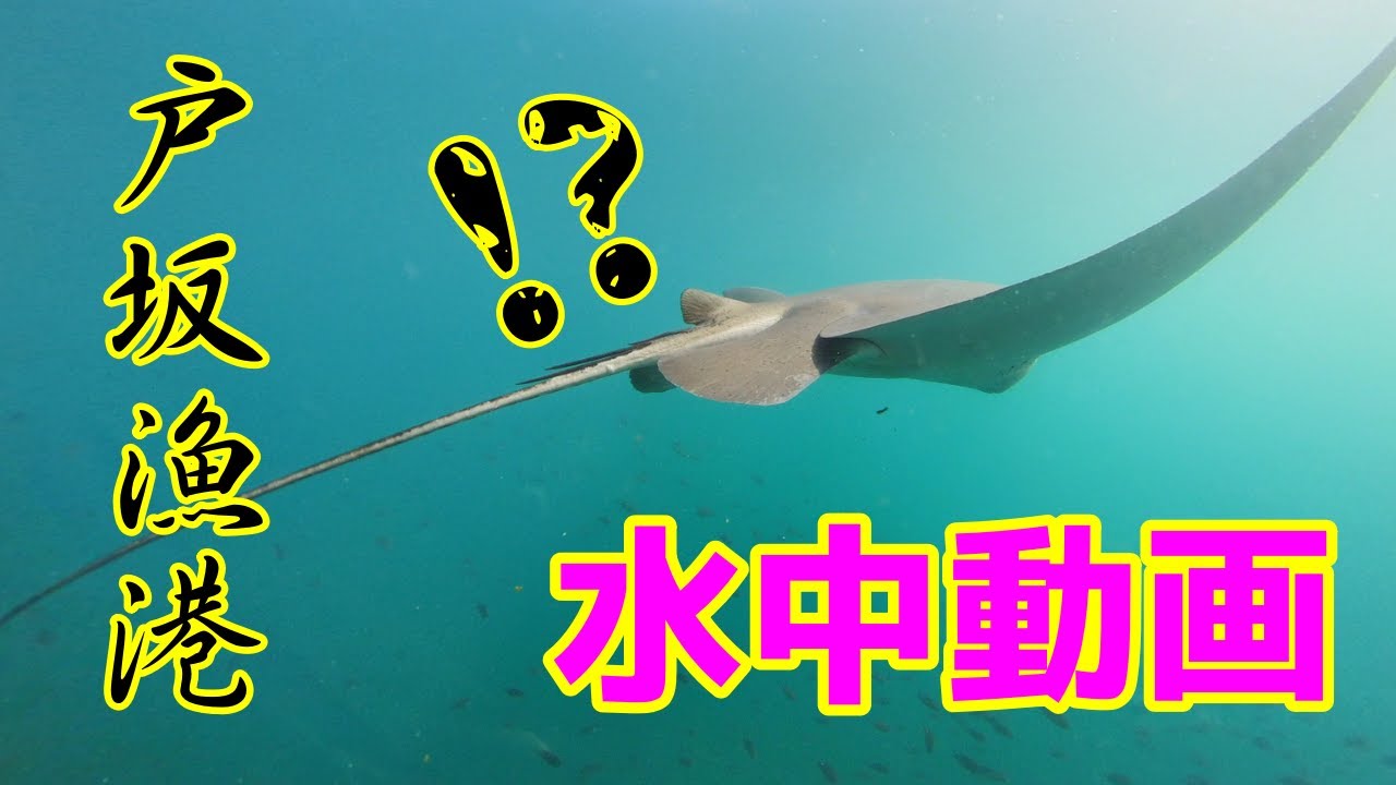 【水中動画】和歌山　戸坂漁港　前回夫婦で釣りに行った時の水中映像編です♪