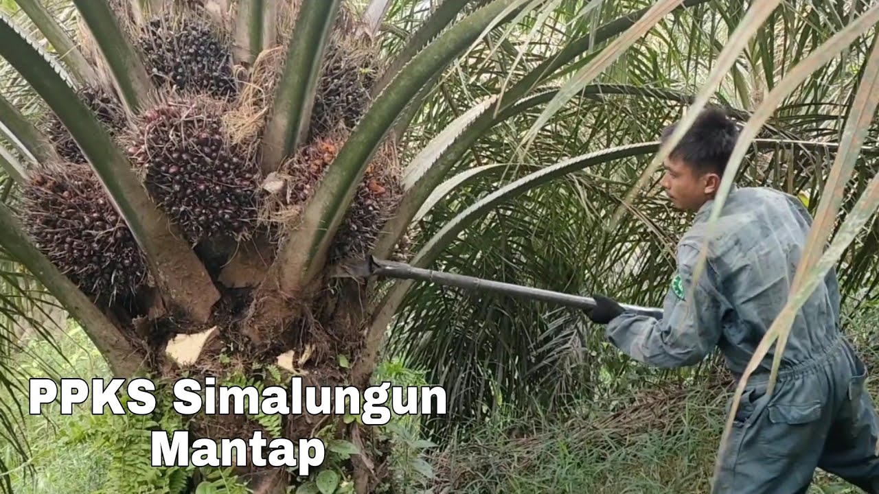 Panen sawit varietas PPKS Simalungun