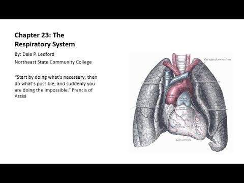 Human Anatomy and Physiology 2 Chapter 23 Part 2