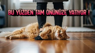 Kediniz Neden Yolunuzu Kapatıyor? Şaşırtıcı Sebep Kedi Davranışları