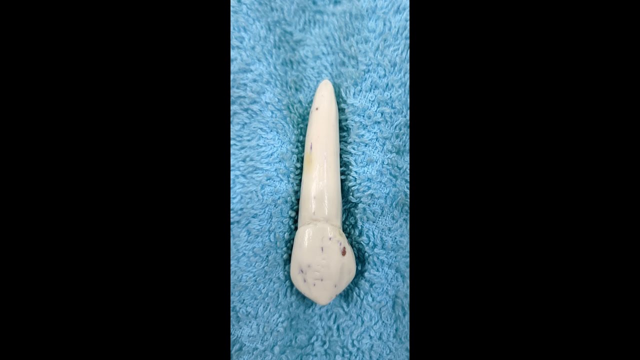 Tallado en Jabón  Canino Superior Izquierdo PIEZA 23   Parte 1