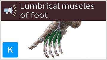 Lumbrical muscles of foot | Anatomical Terms Pronunciation by Kenhub