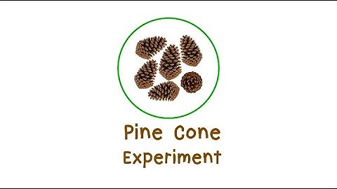 Pine Cone Experiment: RCS Child Development