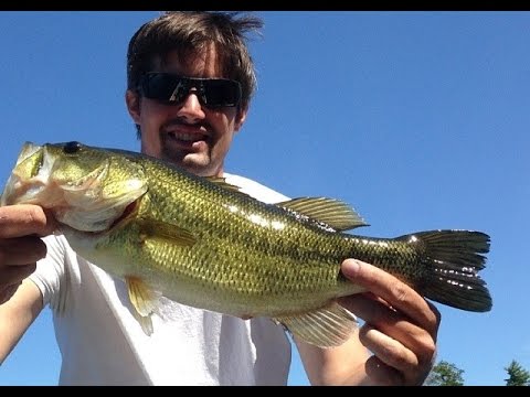 Largemouth Bass Fishing: Monster Muskie Sighting