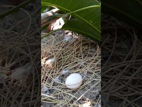 Video: ¿Las palomas de luto abandonarán su nido?