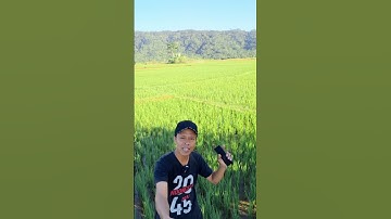 6 kali gajian FB Pro