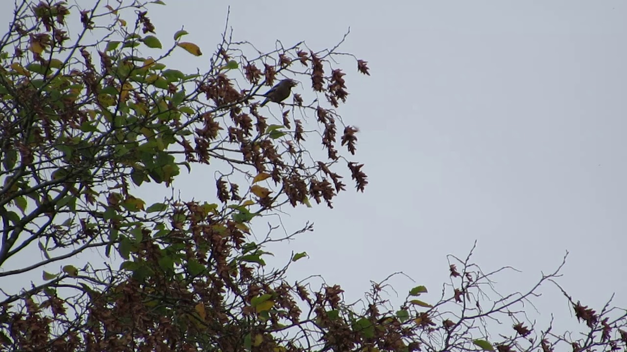 nature kpop Hawfinch (coccothraustes coccothraustes)
