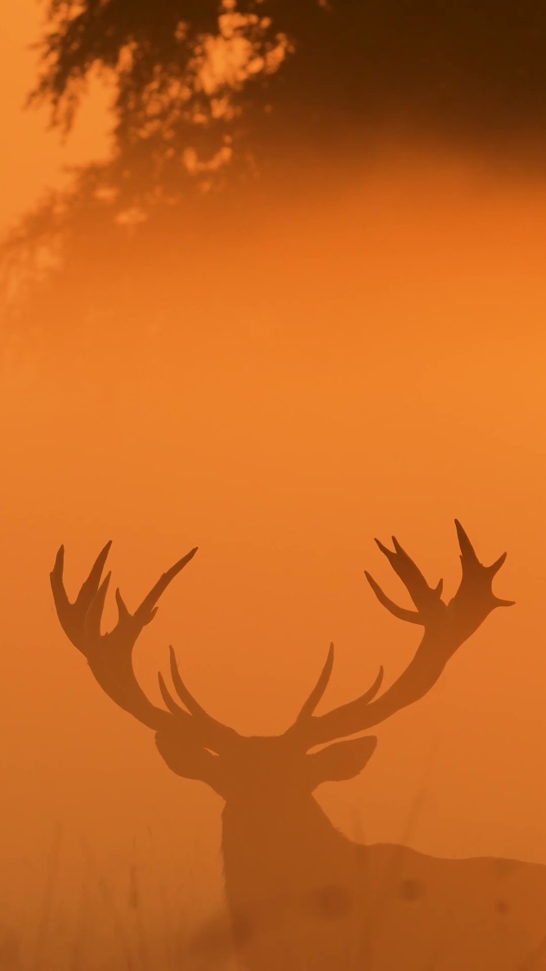 Did you know that deer antlers go through cycles? They shed them and grow them back over the year ?