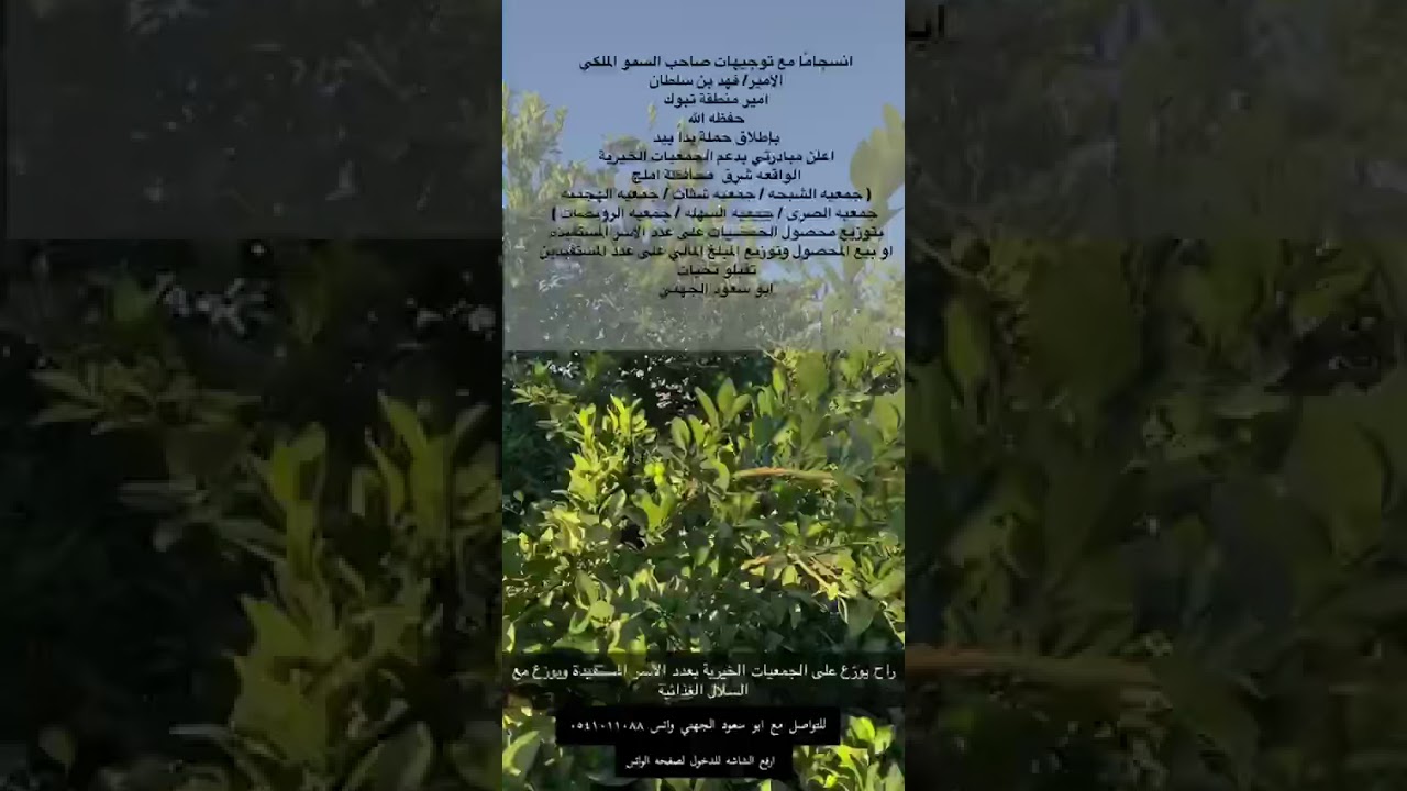 بالفيديو مواطن يتبرع بكافة منتجات مزرعته من الحمضيات على الجمعيات الخيرية والأسر المستفيدة في تبوك صحيفة الشمال الإلكترونية