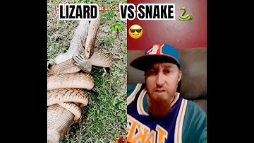 LIZARD🦎VS SNAKE 🐍🌴 😎 #shorts #viral #trending #youtubeshorts #viralvideo #funny #comedy #youtube