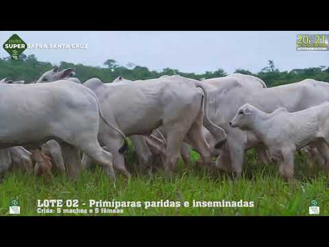 LOTE 002 - Primíparas paridas e inseminadas