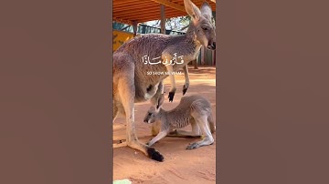 هذا خلق الله | قران كريم ♥ #اكسبلور