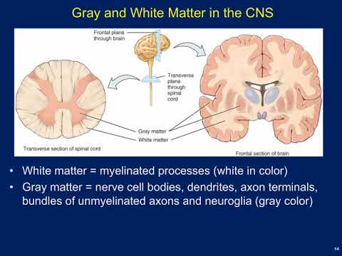 Anatomy and Physiology I: Introduction to the Nervous System - YouTube