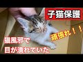 【子猫保護】猫風邪で目が潰れた子猫を保護することになりました#子猫#保護猫#猫風邪#kitten#保護猫活動#仔猫#活動に共感できたら登録を