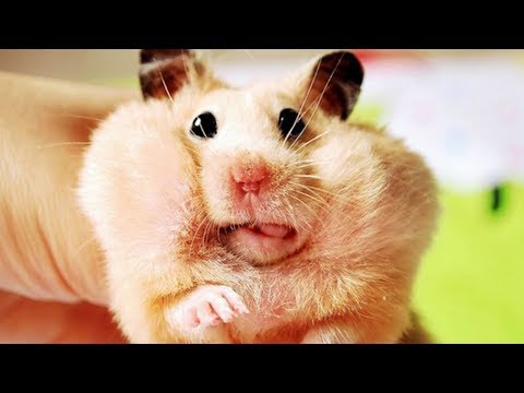 funniest-hamsters-of-all-time---funny-hamster-videos-compilation-2018