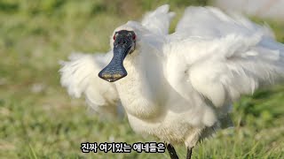 Black faced Spoonbill l Endangered Species bird l Wild Korea l Wildlife Vlog ㅣ(ENG CC)